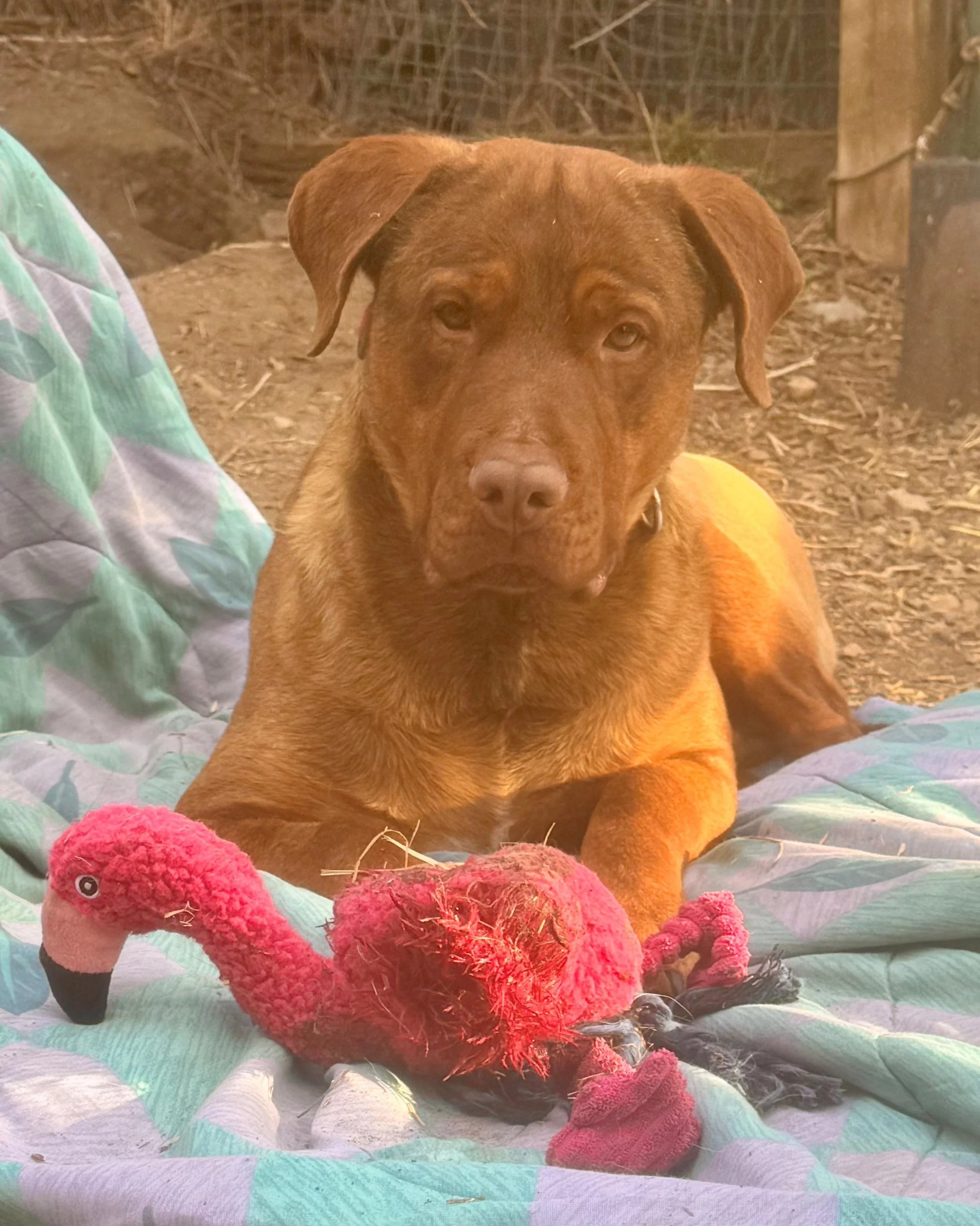 Update on latest rescue