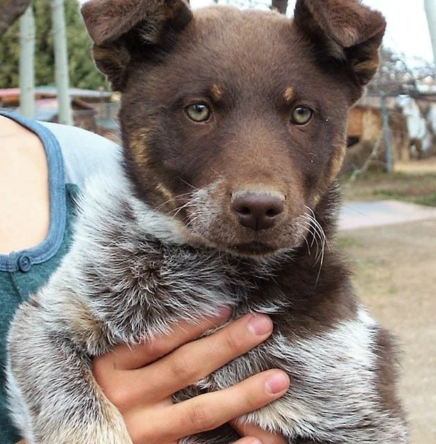 Close-up of a young puppy with brown and white fur, being held outdoors by a person's hand.