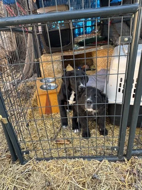 Two black and white puppies inside a metal kennel with straw bedding.