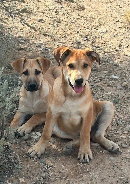 Two puppies sitting on a dirt trail outdoors, with a desert-like background.
