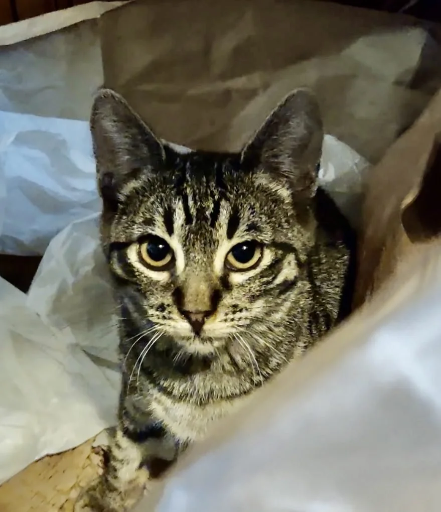 Close-up of a tabby cat with yellow eyes, sitting among crumpled paper and cardboard.