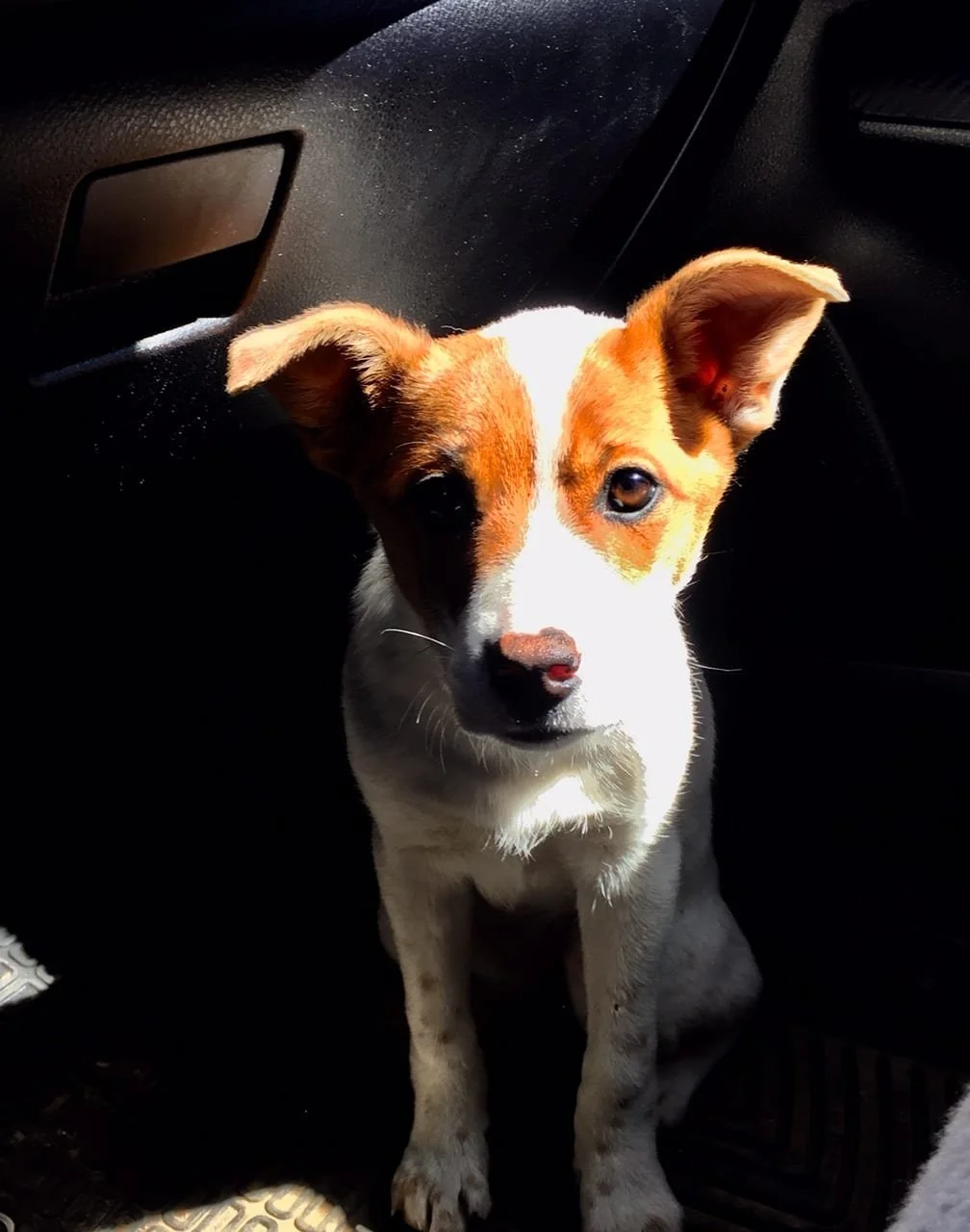 A small dog sitting in a car seat, looking at the camera, with sunlight illuminating part of its face.