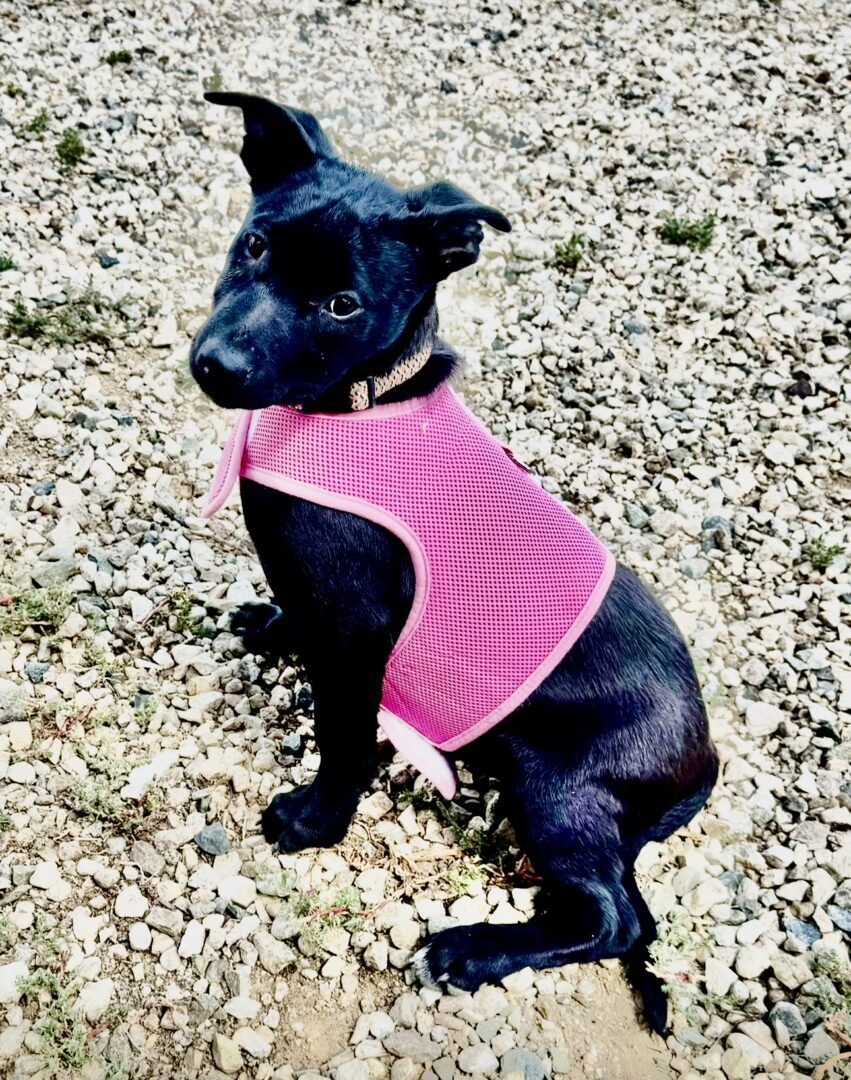 Black puppy wearing a pink harness sitting on gravel ground.