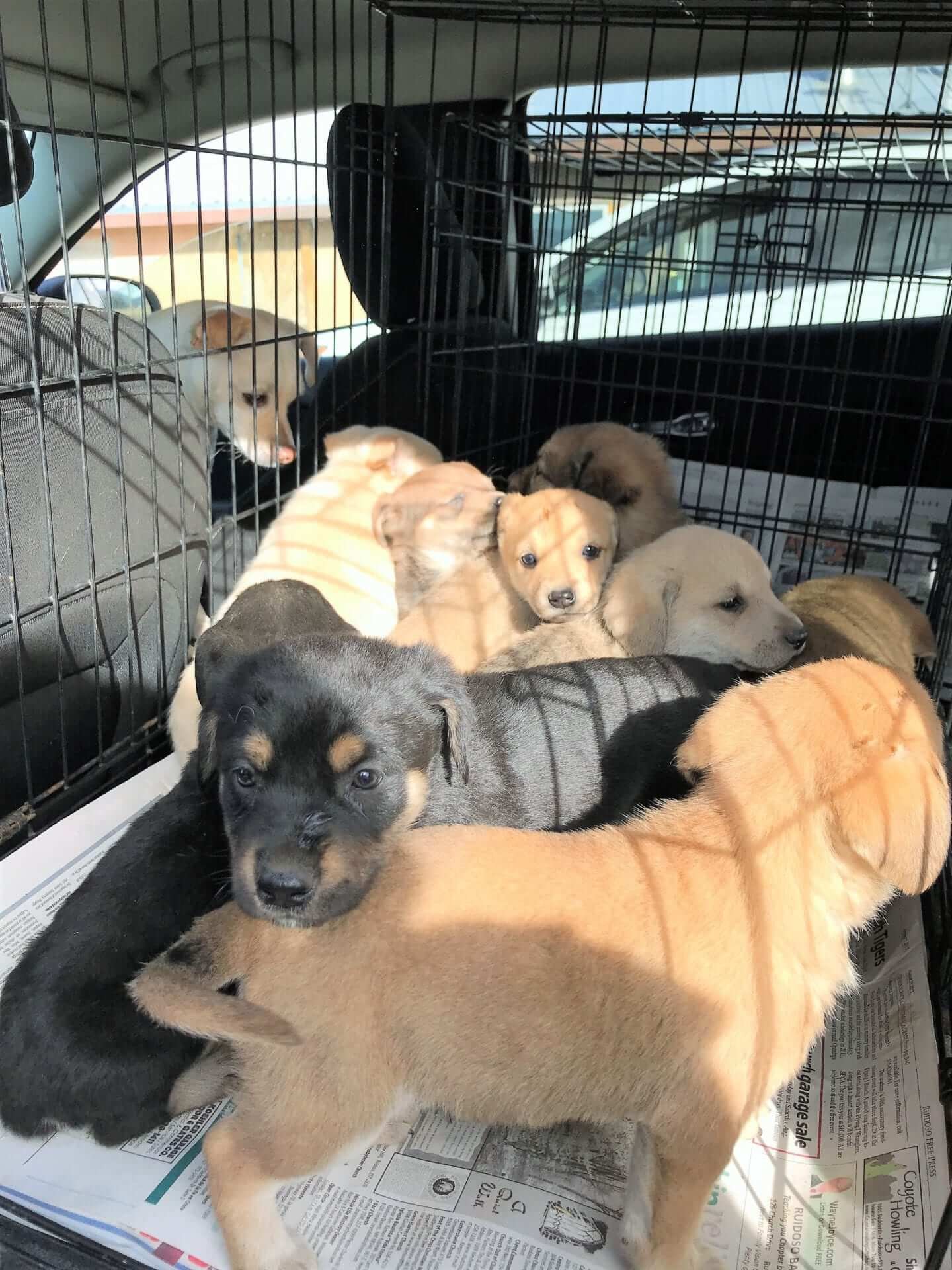 Several puppies of different breeds and colors inside a metal dog crate, with some puppies looking out through the bars.