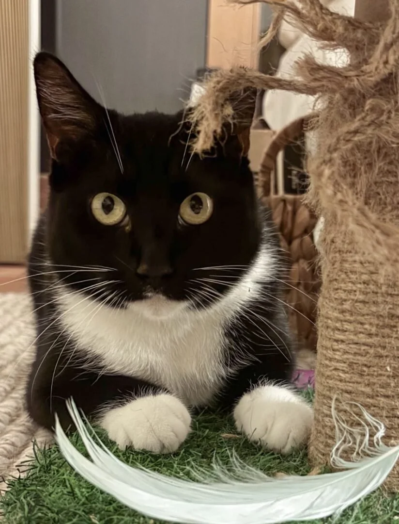 Black and white cat with large yellow eyes lying on green grass near a scratching post.
