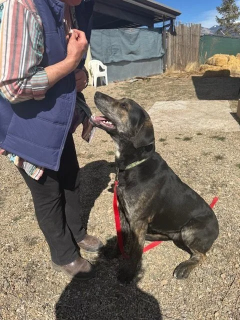 A person holding a treat in front of a large brindle dog sitting on the ground with a red leash, outside in a yard with a shed, a white chair, and hay bales.