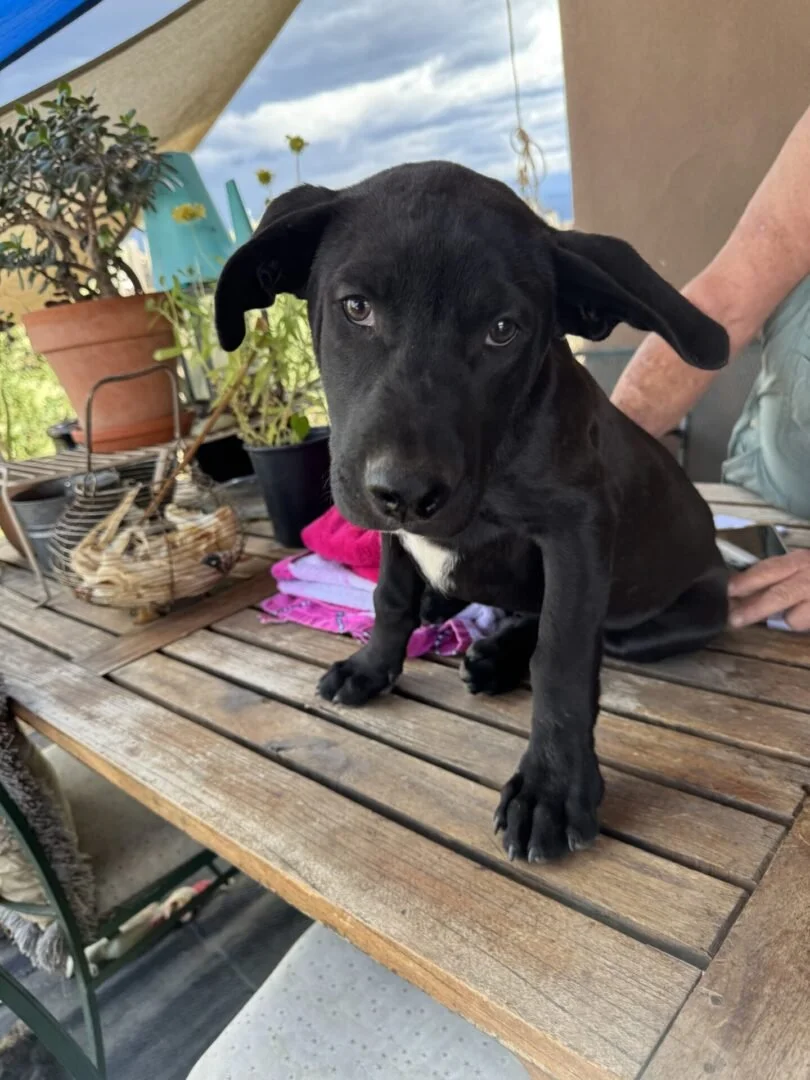 A black puppy with floppy ears sitting on a wooden table outdoors, with potted plants and a cloudy sky in the background.
