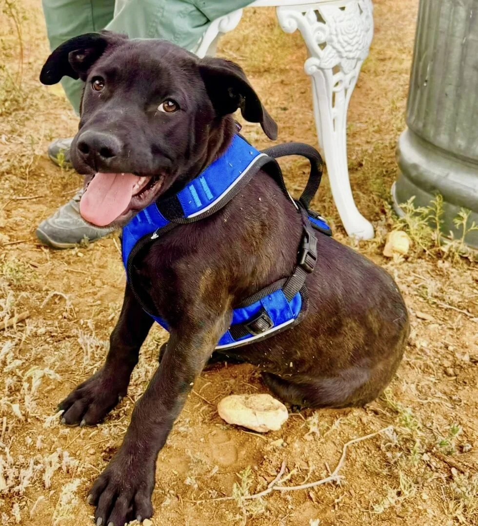 A black puppy with a blue harness sitting on dirt, panting with tongue out, surrounded by outdoor furniture and a person wearing green pants and gray shoes.