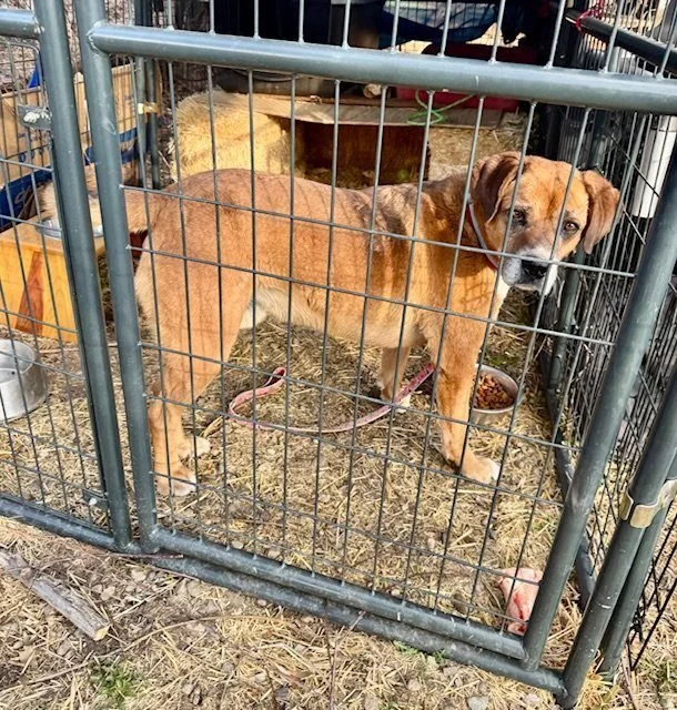 Dog in a metal cage with straw bedding, looking outside. There is a bowl of food and a chain attached to the dog.