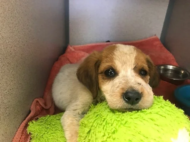 A puppy lying on a pink blanket inside a crate, resting on a green plush toy, with a metal food bowl nearby.