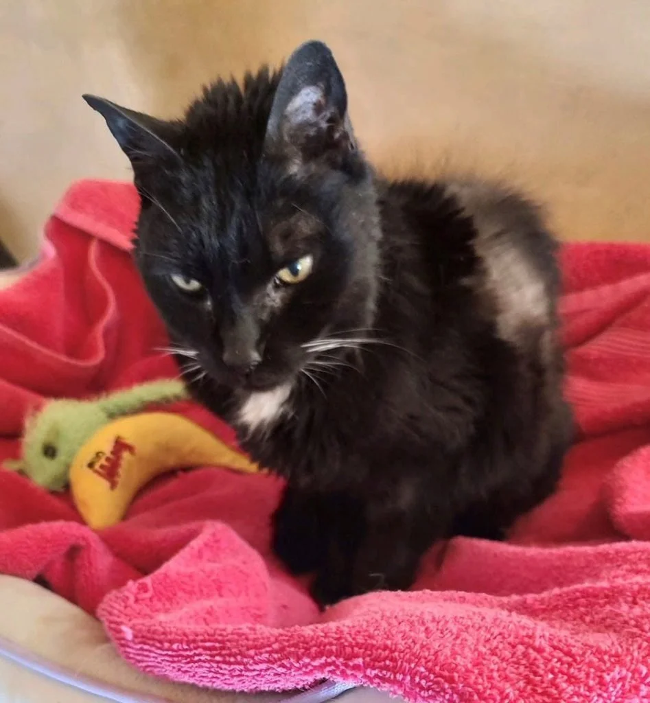 Black cat with green eyes sitting on pink blanket next to a plush banana toy.