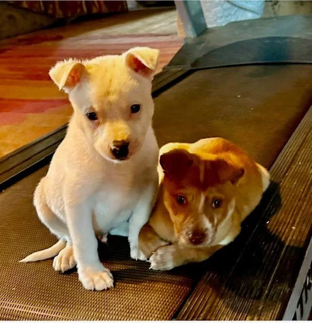 Two puppies, one with light cream fur and the other with a mix of brown and white fur, sitting on outdoor furniture on a wooden deck.