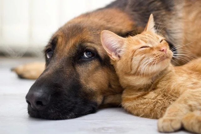 A dog and a cat lying close together on the floor, with the dog resting its head and the cat with its eyes closed, showing a relaxed and affectionate moment.