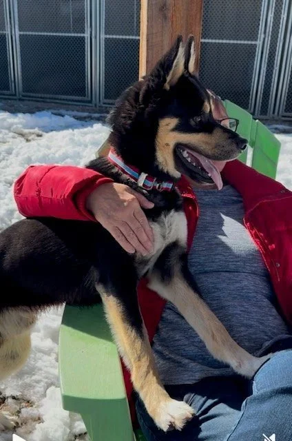 A young person in a red jacket and gray shirt sitting on a green outdoor chair with a black and tan puppy on their lap in snowy weather.