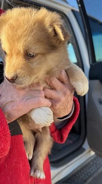 Person holding a small, light brown lion cub inside a vehicle.