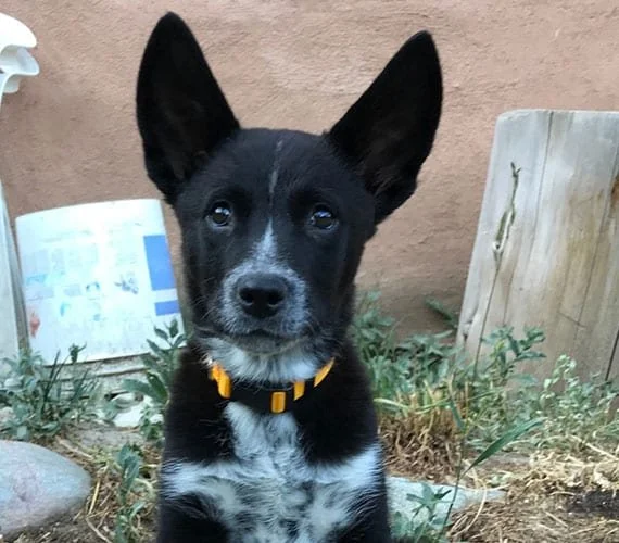 A black and white puppy with large pointed ears and blue eyes sitting outdoors near a wooden board and some plants.