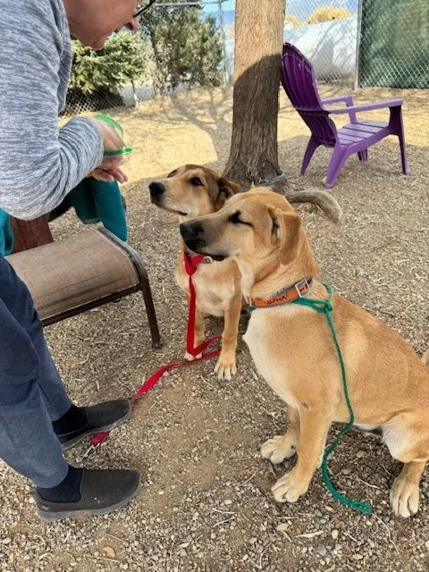 Person with gray sweater interacting with two tan Labrador retrievers sitting outdoors on a gravel surface, with a purple bench, a lone tree, and a chain-link fence in the background.