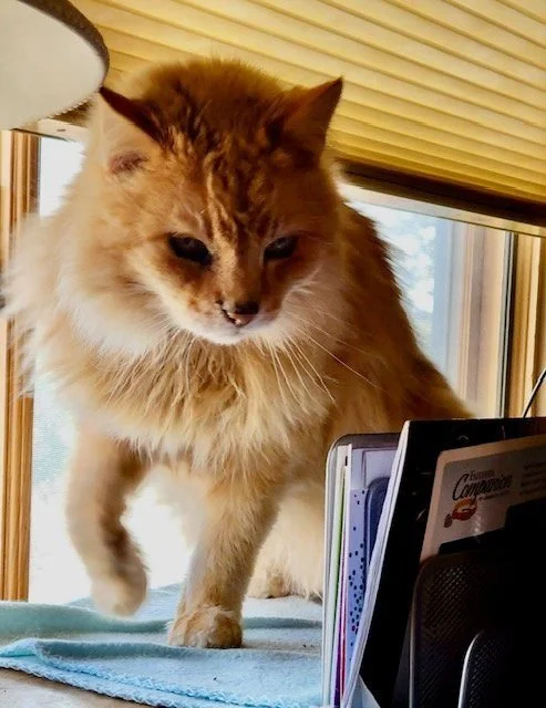 A fluffy orange cat with white markings on its face and chest sitting on a surface near a window with blinds, looking at an electronic device and a speaker.
