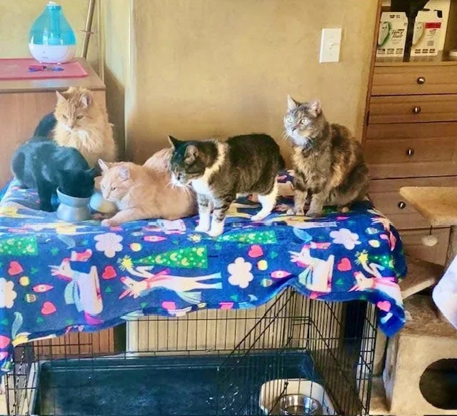 Five cats are sitting on a colorful blanket on top of a cage, with a lamp and cabinet in the background.
