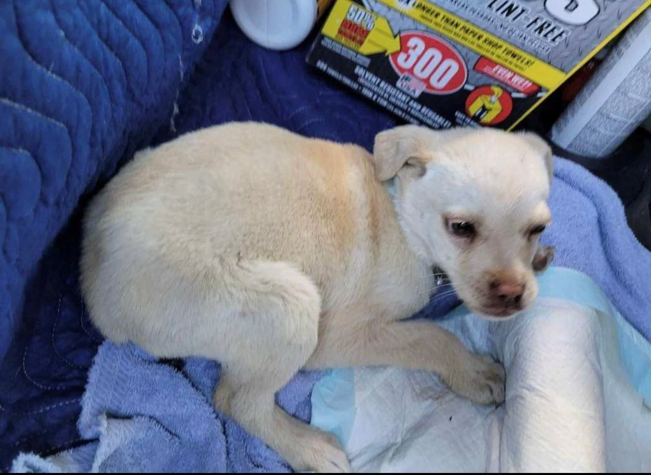 A small yellow Labrador Retriever puppy lying on a blue quilted surface with a bandaged leg, surrounded by household items including a box of cleaner and a roll of paper towels.