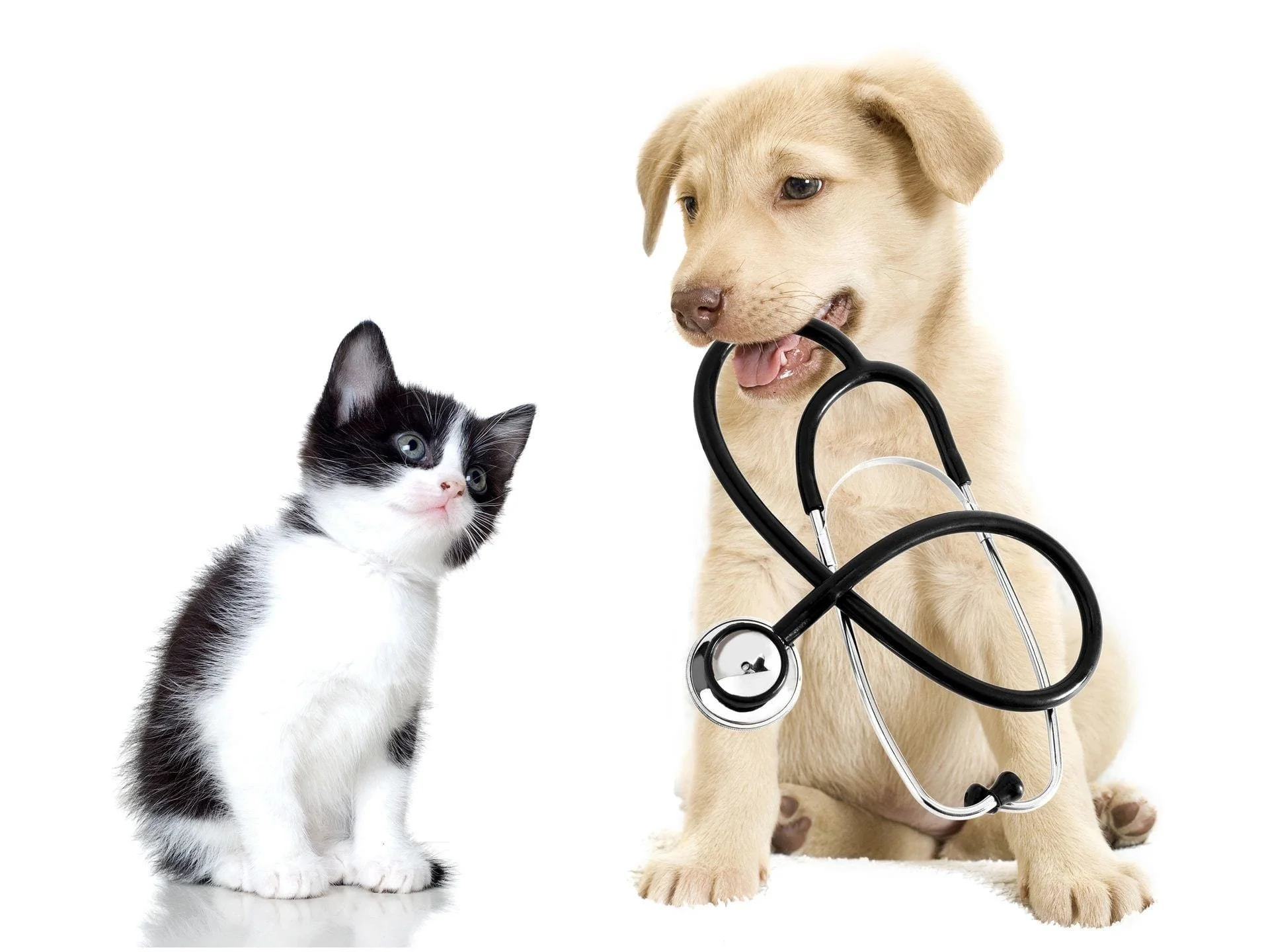 A black and white kitten looking at a yellow puppy that has a stethoscope in its mouth.