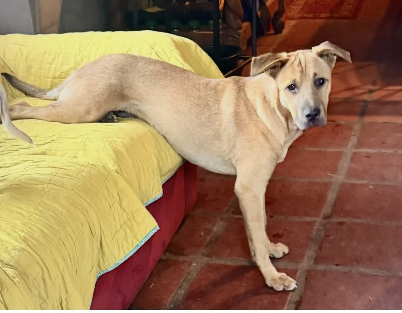 A tan mixed breed dog with floppy ears lying on a yellow quilted couch, facing the camera on a reddish-brown tiled floor in a cozy indoor setting.