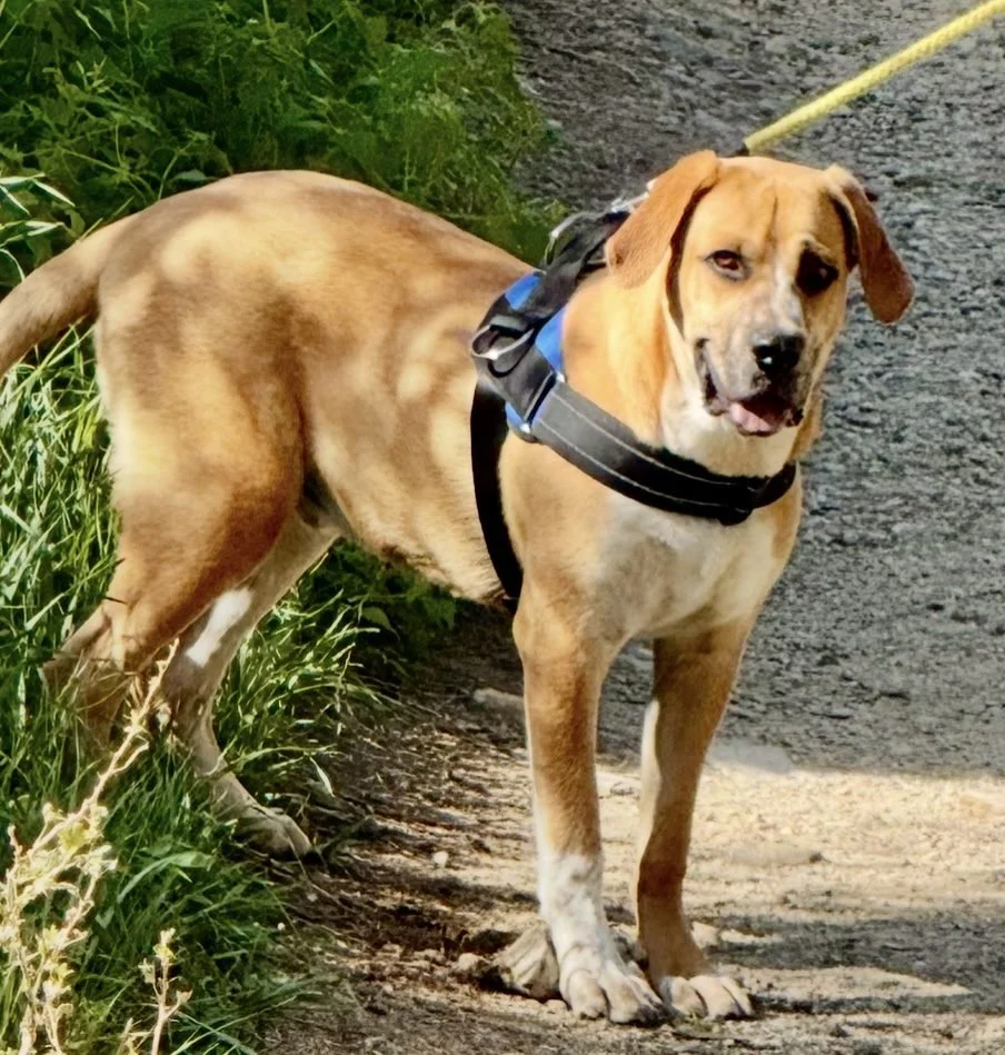 A dog on a leash standing on a dirt trail next to green plants.
