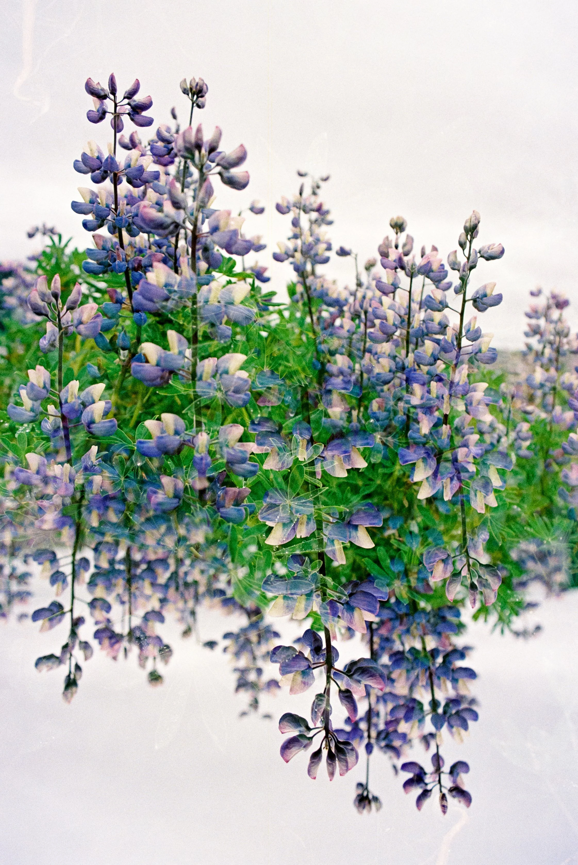 LupinesDouble 11x14.jpg