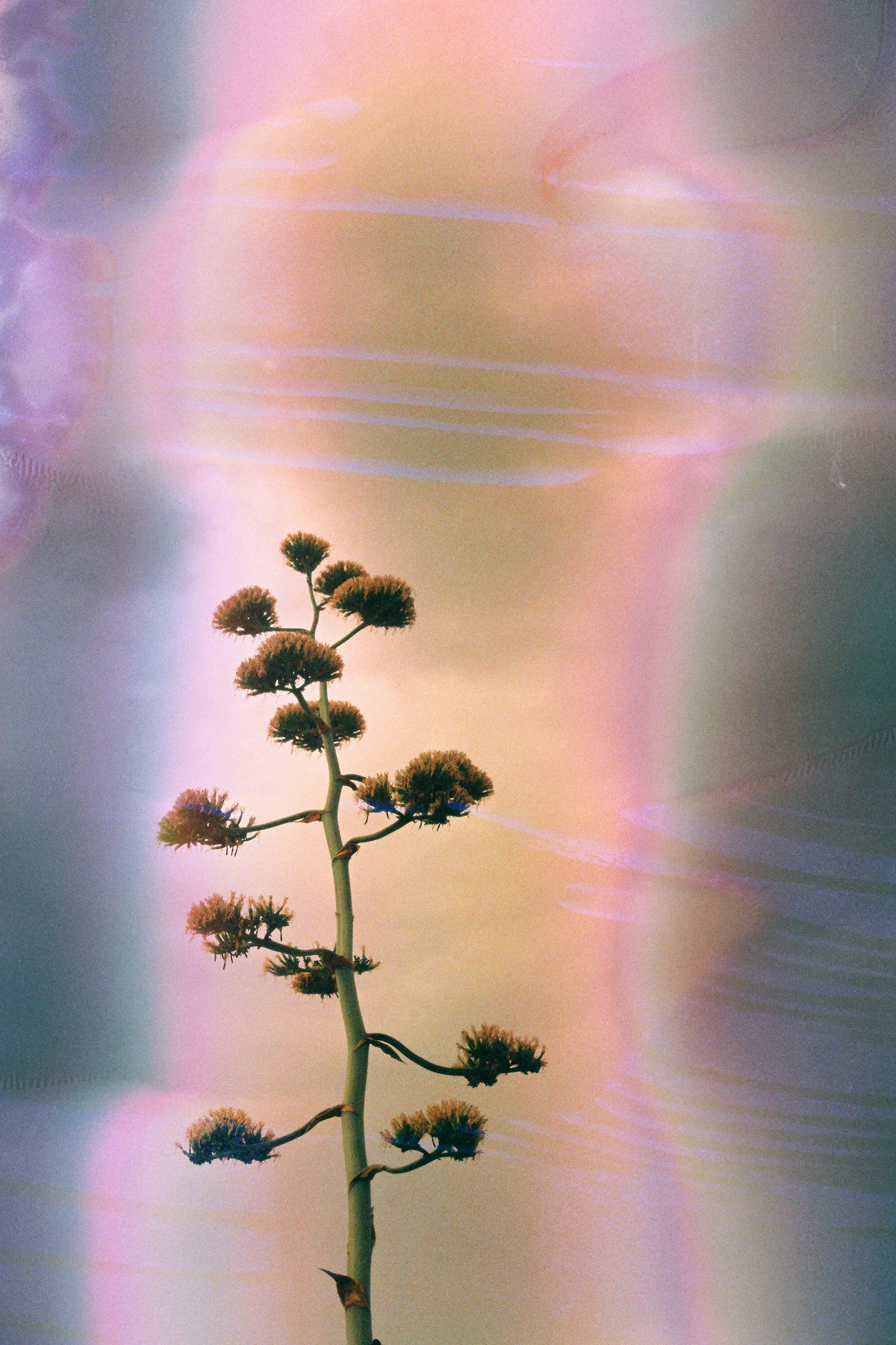 YuccaSoup3 11x14.jpg