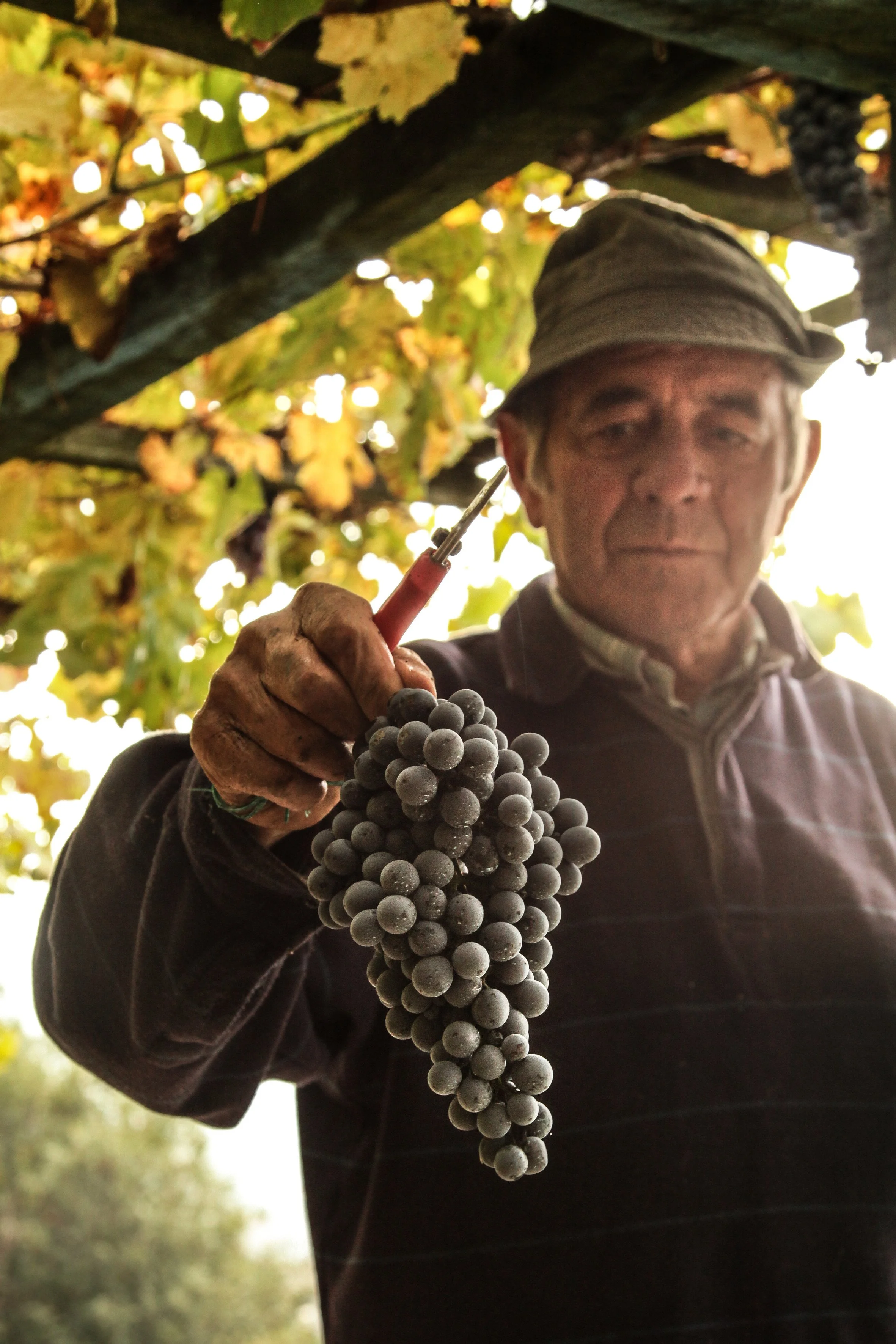 VALLE D'AOSTA-Vendemmia a Donnas (foto archivio Regione Autonoma Valle d'Aosta)-4830.jpg