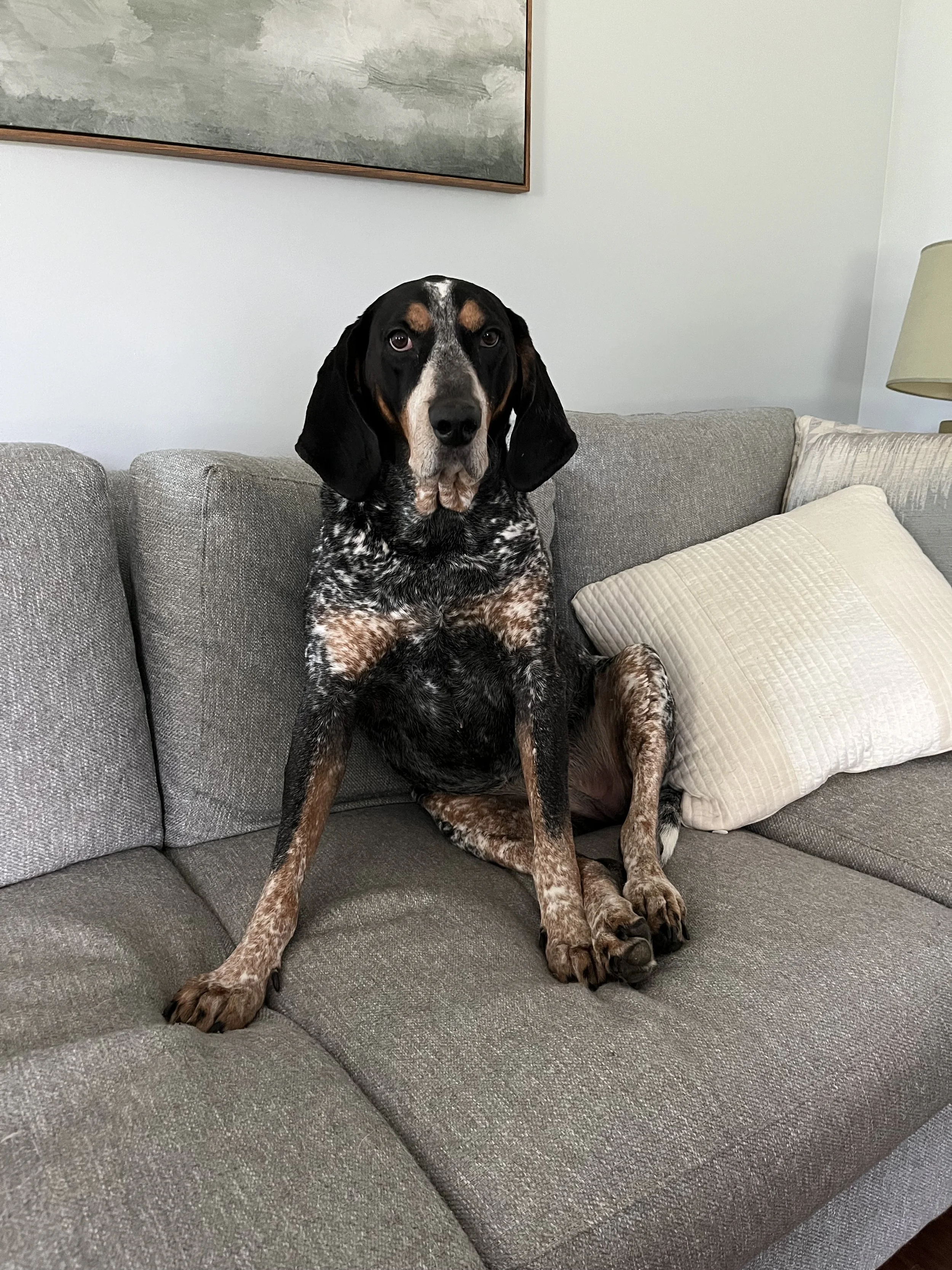 Bluetick Coonhound