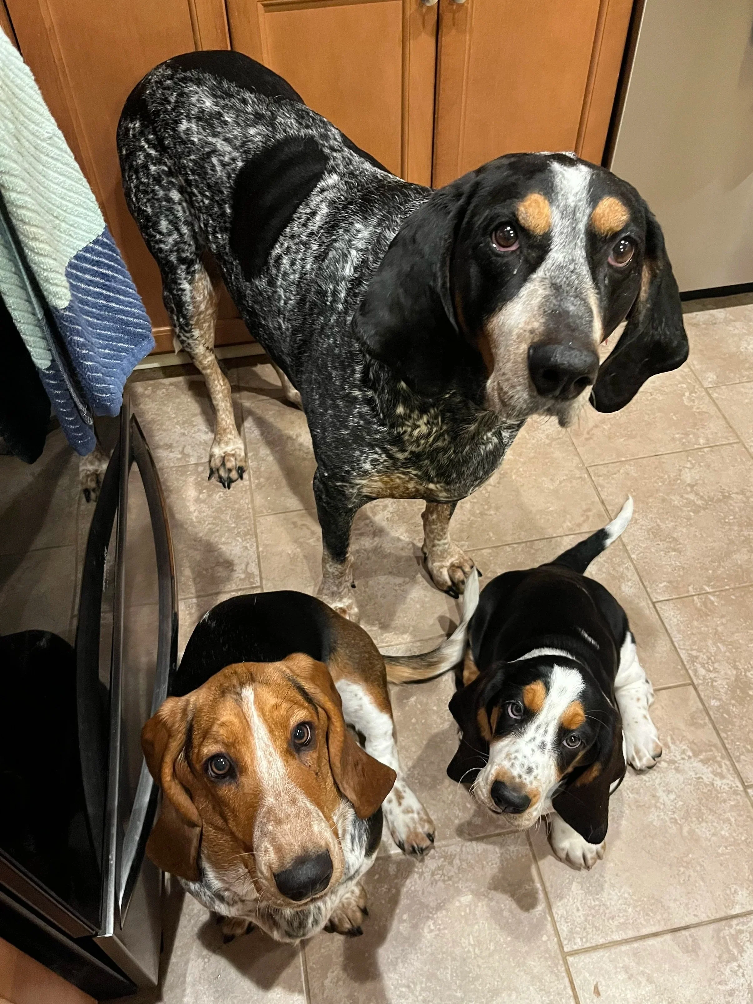 A large black and white speckled dog with tan markings on its face standing in a kitchen, and two smaller puppies, one with a brown, black, and white coat and the other with a black, white, and tan coat sitting on a tiled floor looking up at the camera.