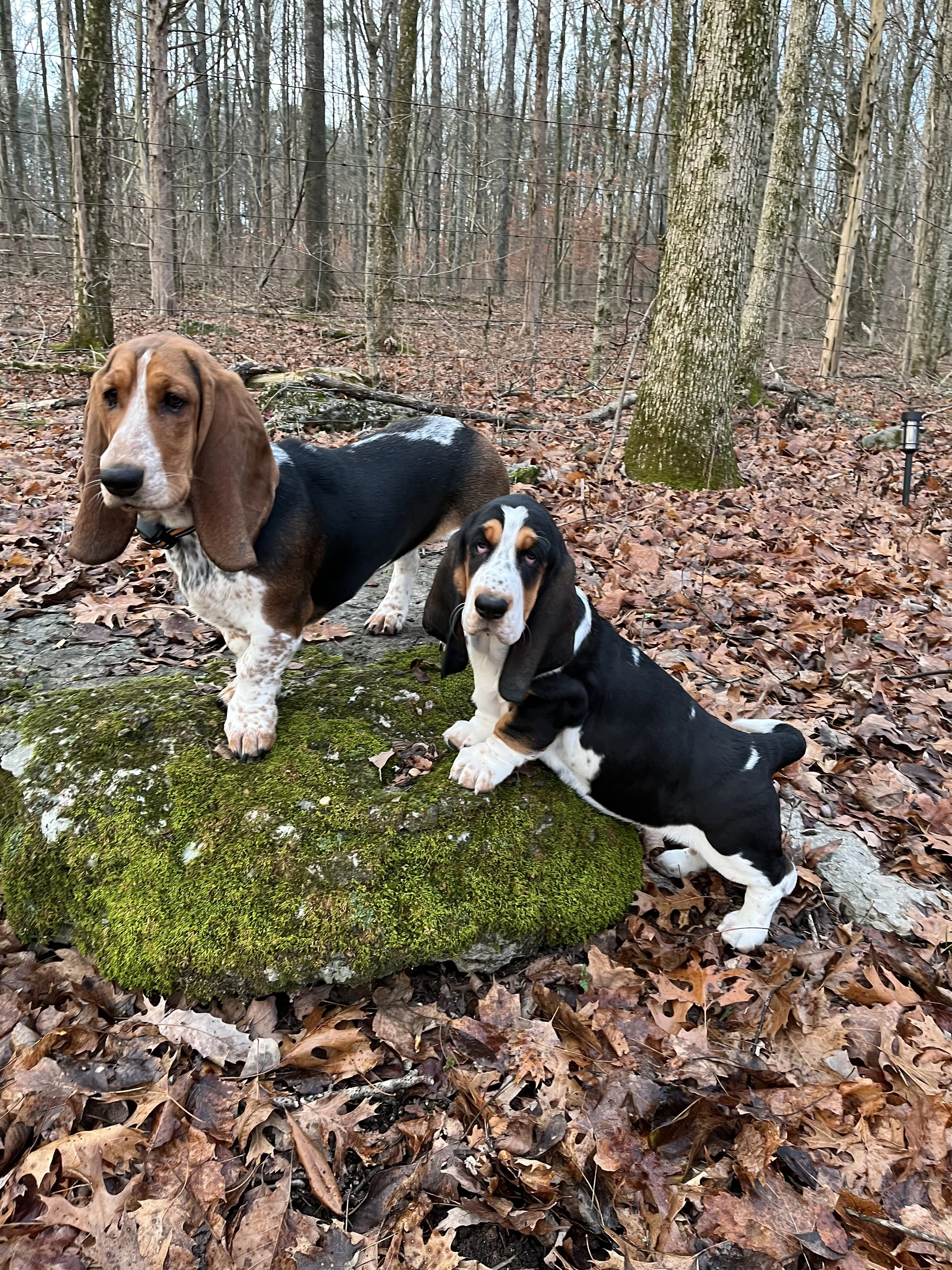 Basset hound puppies