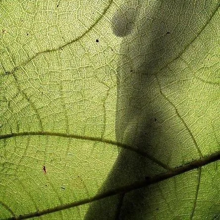 green leaf transparent with a woman's silhouette behind the leaf