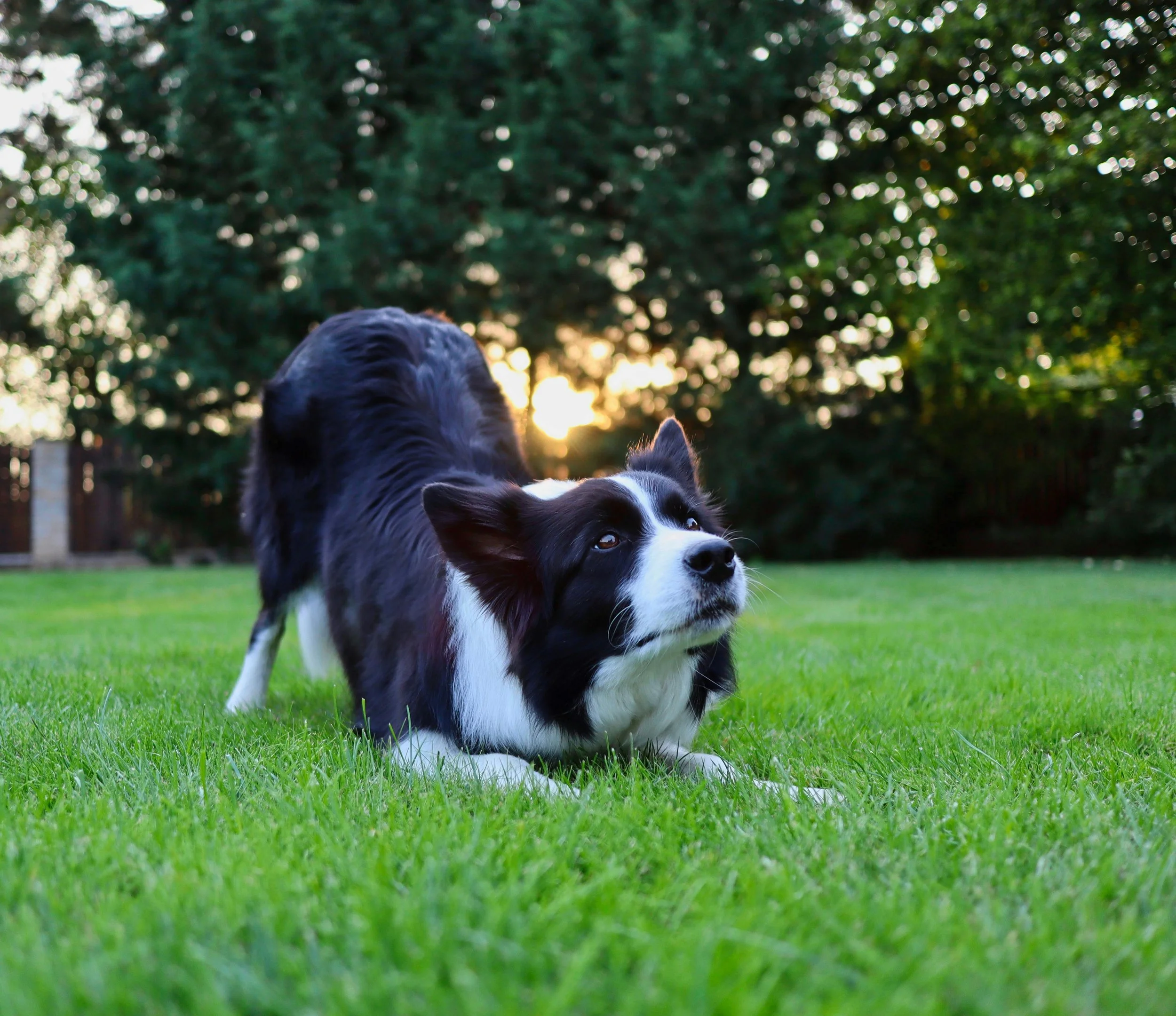 Border Collie dog lying on grass in a park during sunset.