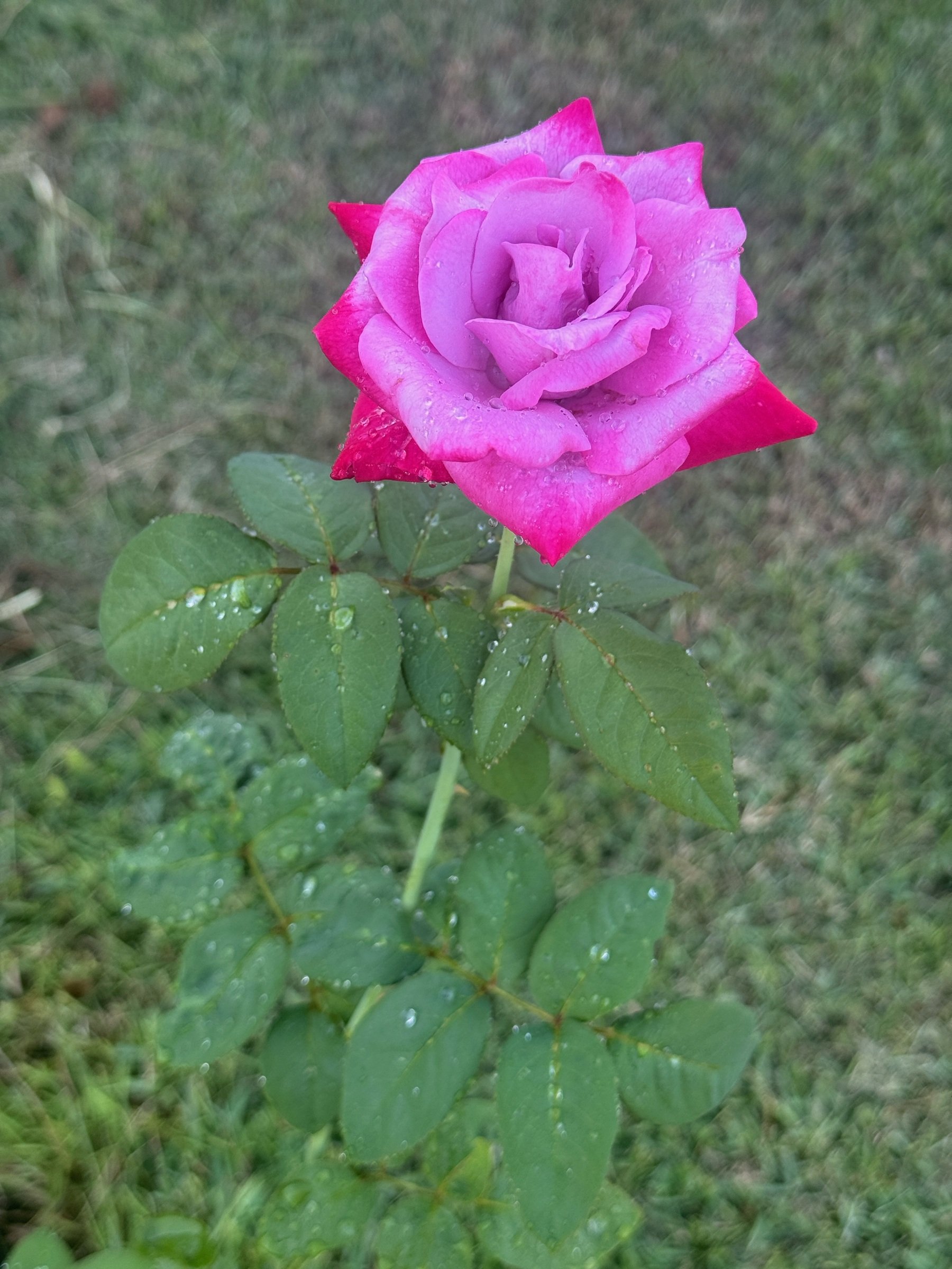 Pink rose in Finch House Garden, an original Bayou Belle photograph