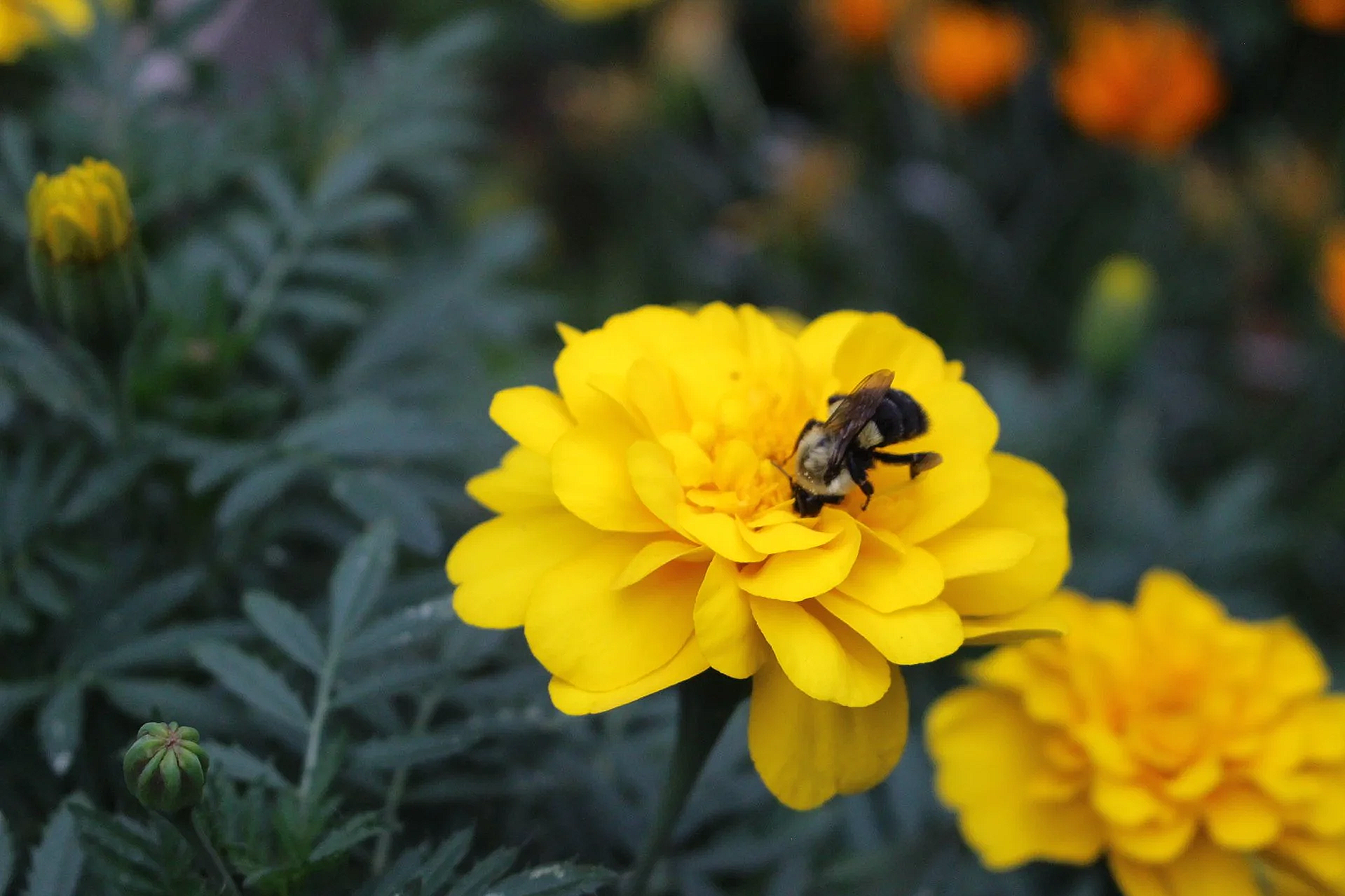 A bee collecting nectar from a yellow marigold flower in a garden.