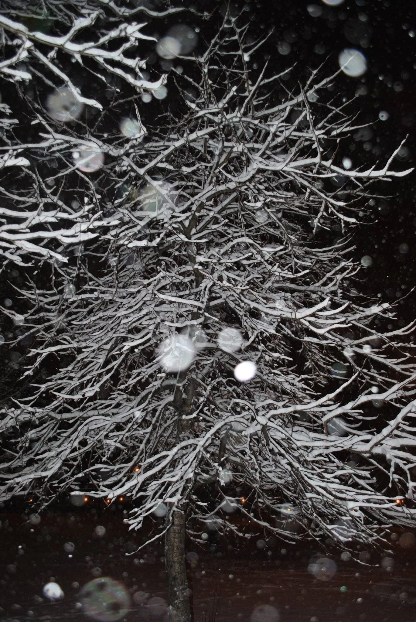 Snow-covered tree branches at night with snowflakes falling.