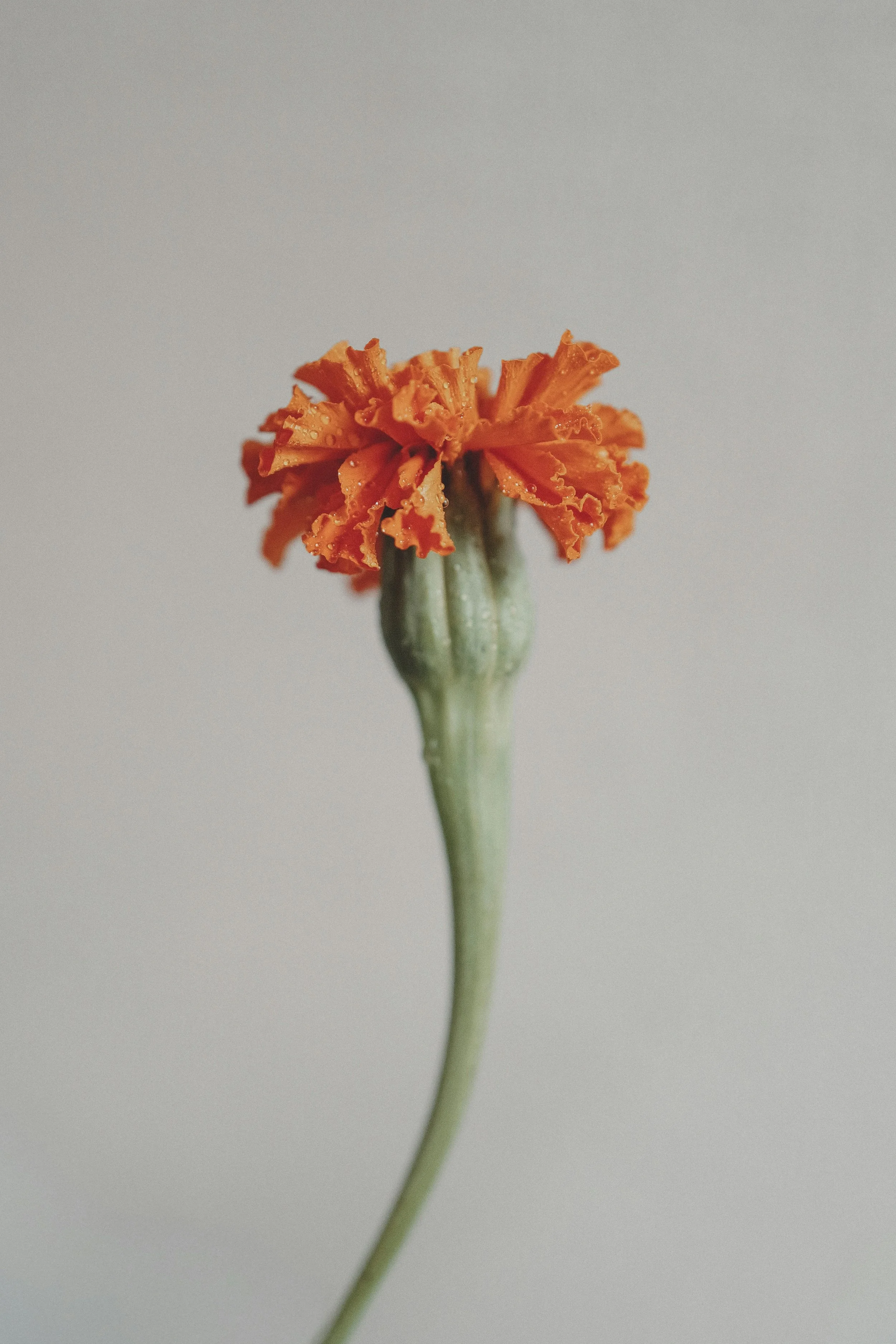 A single orange marigold flower with a green stem and a rounded green bud at its base, set against a plain light background.
