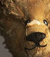 Close-up van het gezicht van een beer met een grote, zwarte neus.