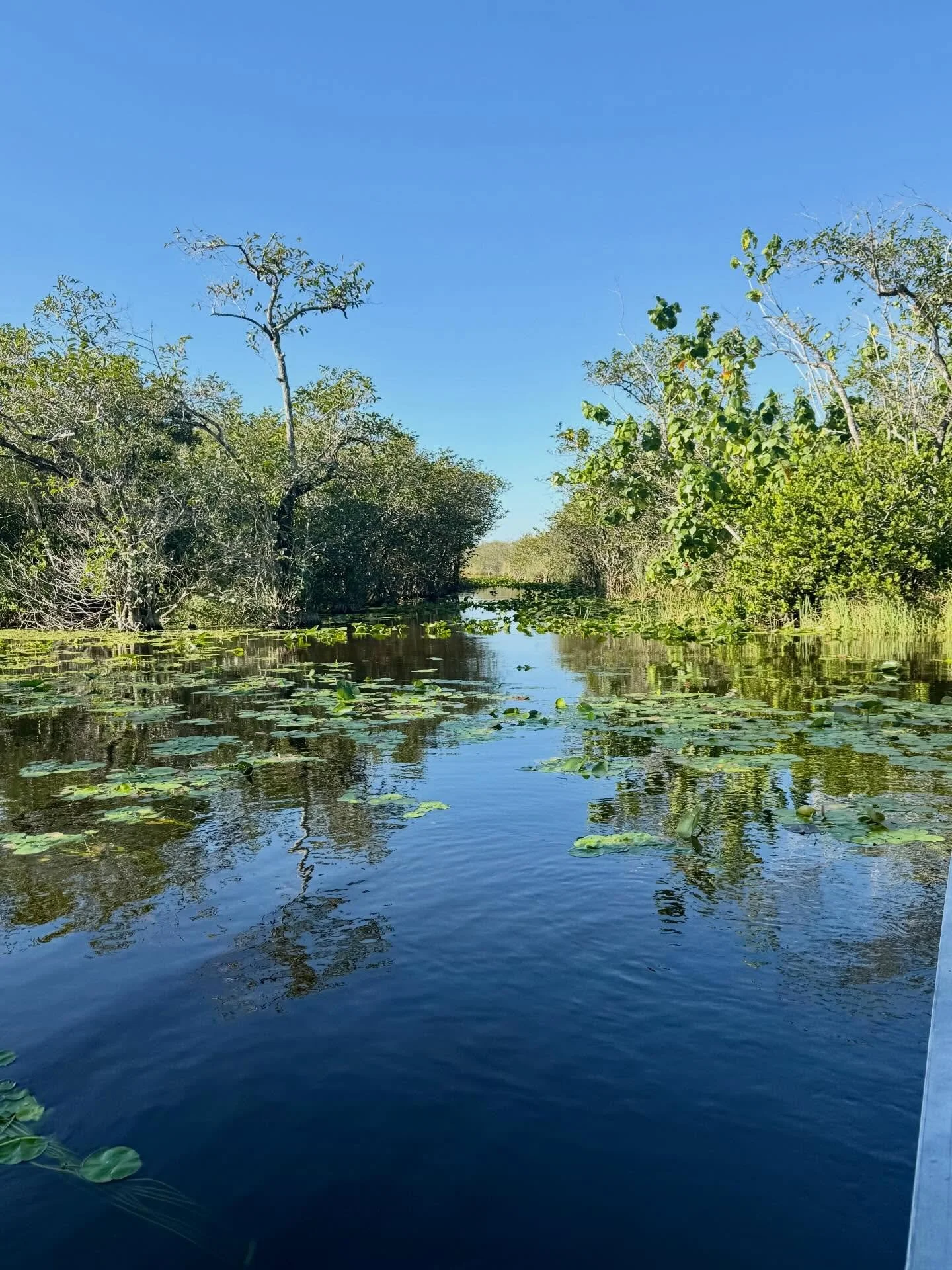 Don&rsquo;t forget to thank the Everglades today! 

#EvergladesNationalPark #VisitFlorida #WildlifePhotography #NatureLovers #TravelGram