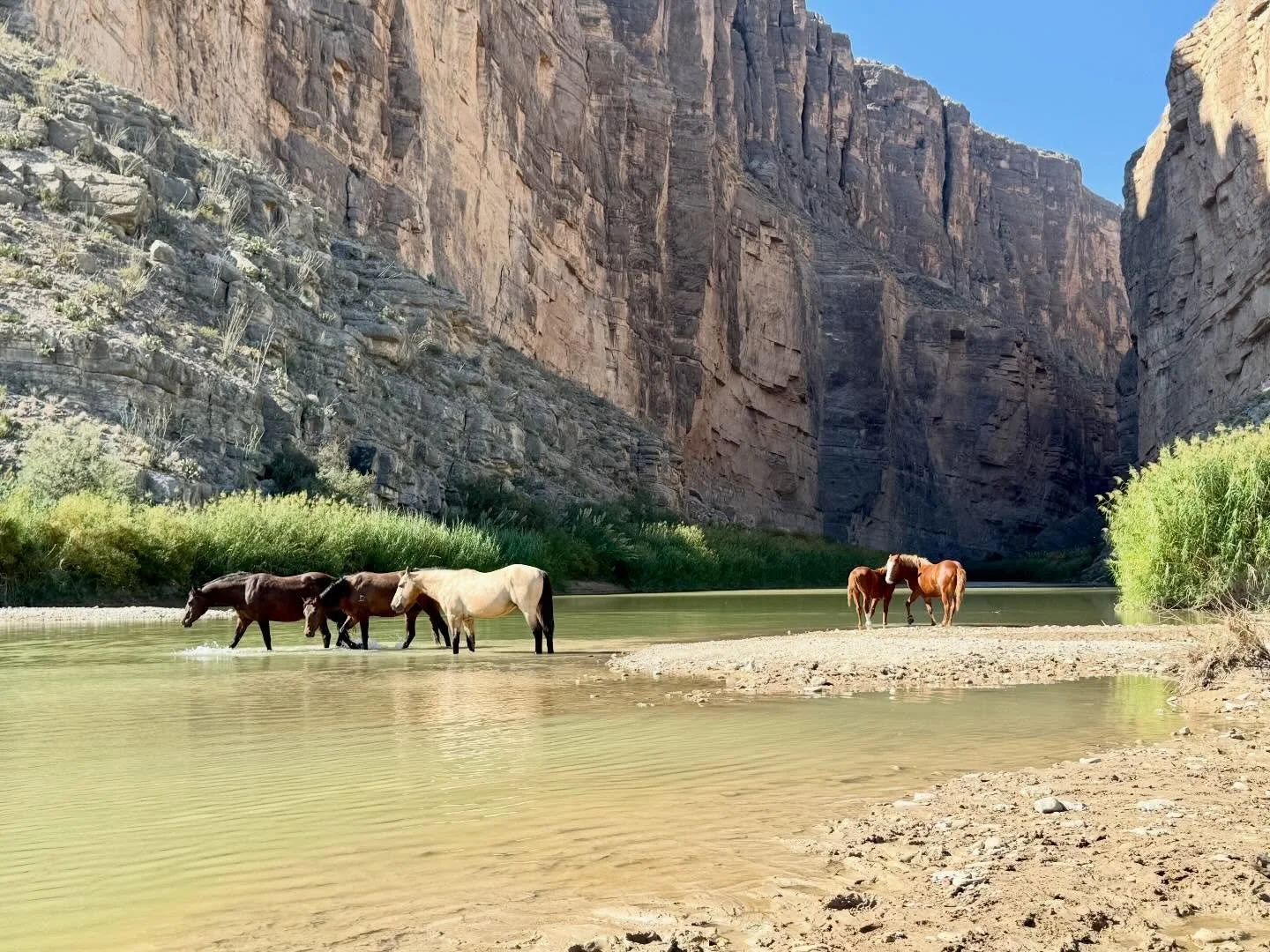 Big Bend National Park is one of the darkest night sky parks in the U.S., making it an incredible place to see the Milky Way with the naked eye ✨

#BigBendNationalPark
#TexasParks
#darkskypark
