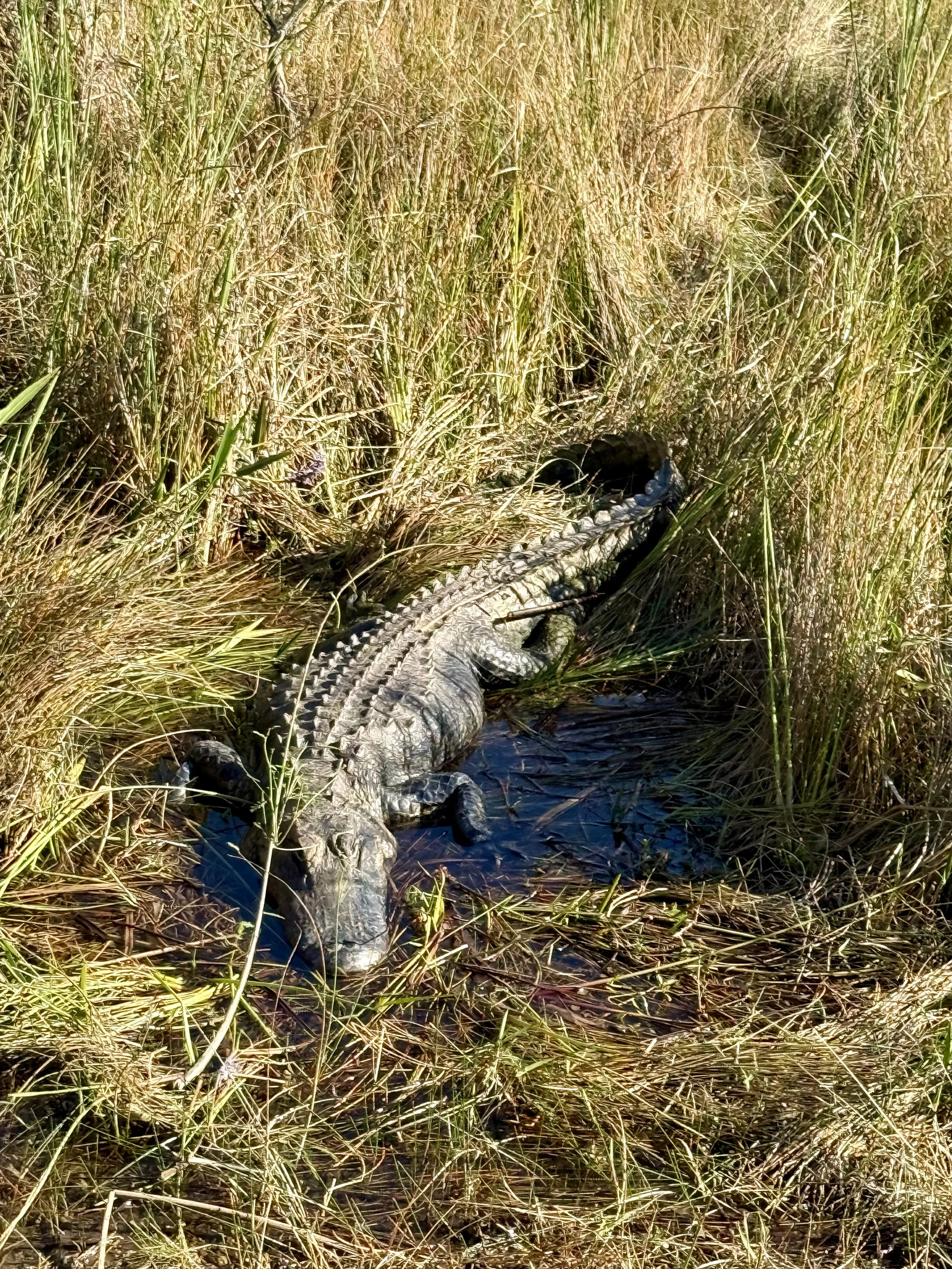 An alligator resting in a marsh among tall grasses with water channels.
