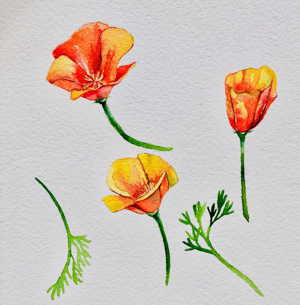 IMG_7181.PNG