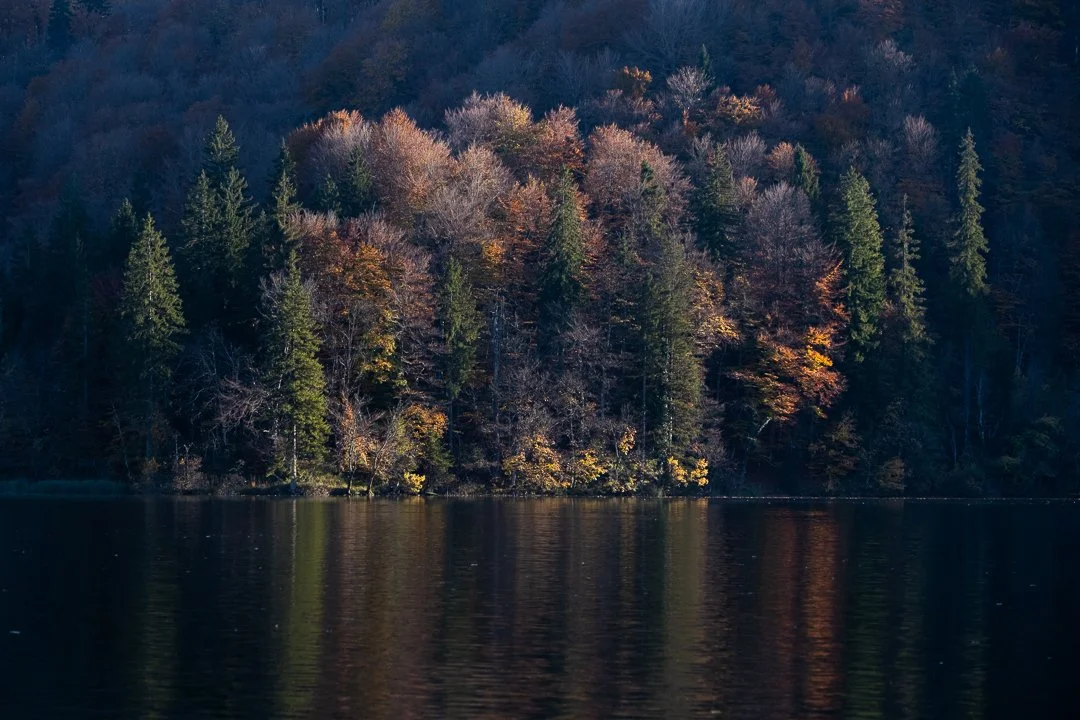 A forested hillside reflected in a calm body of water during fall with colorful leaves.