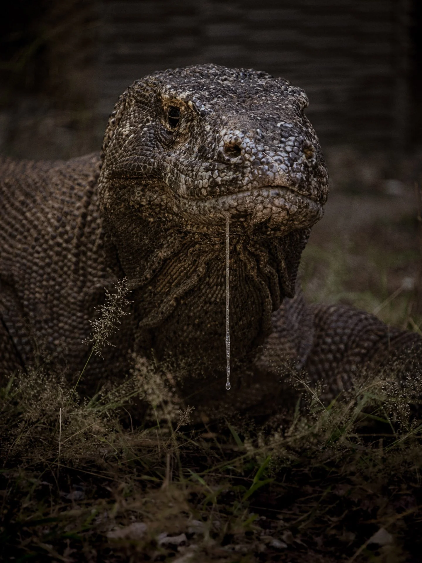 Close-up of a large lizard with textured, rough skin, drooping a droplet of water from its chin, on grassy ground with some plants nearby.