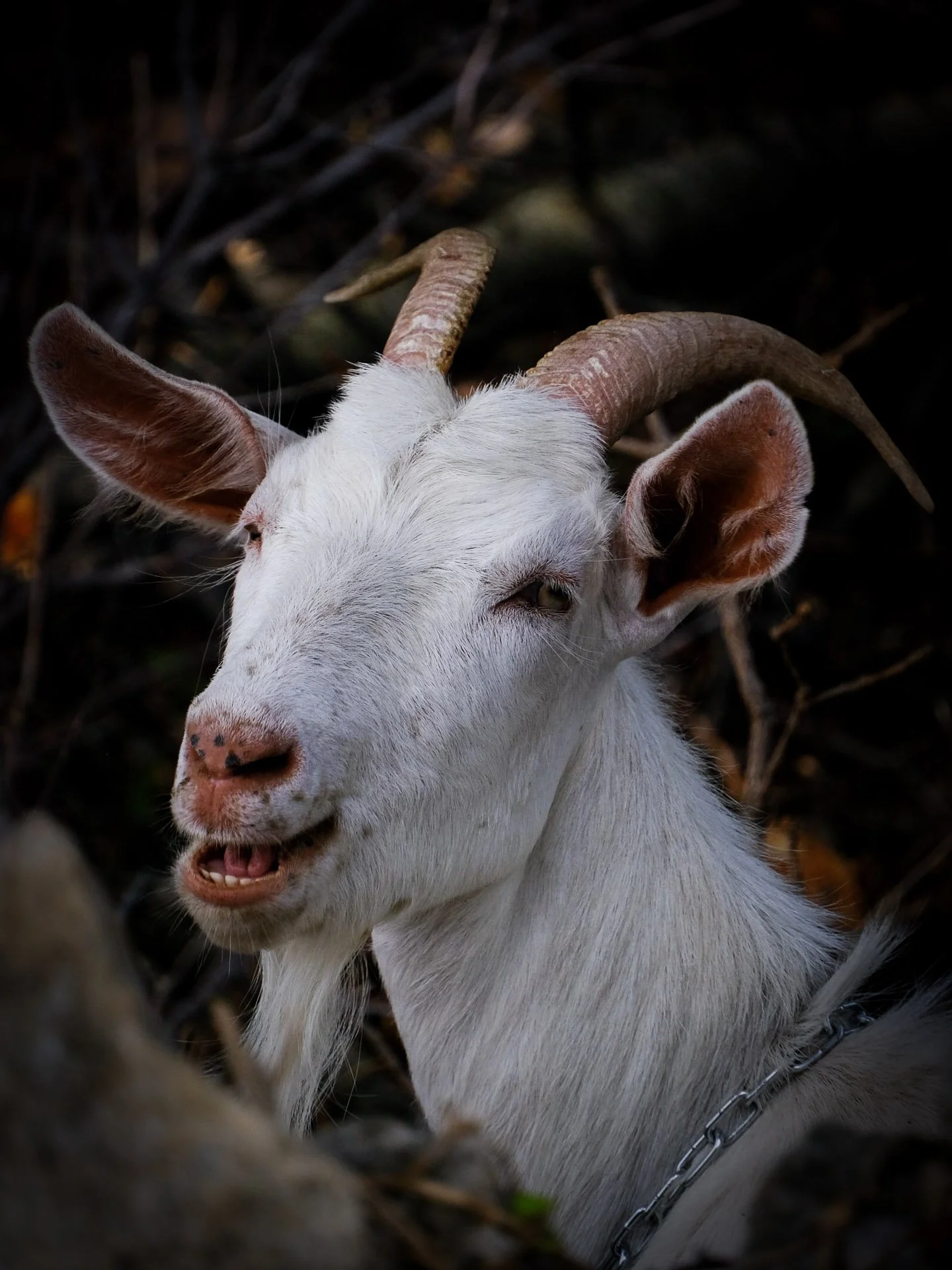 Close-up of a white goat with curved horns, tan ears, and a chain collar, standing in a dark, leafy environment.