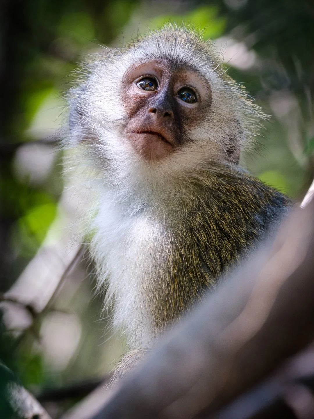 Close-up of a young monkey with expressive eyes, surrounded by green foliage.