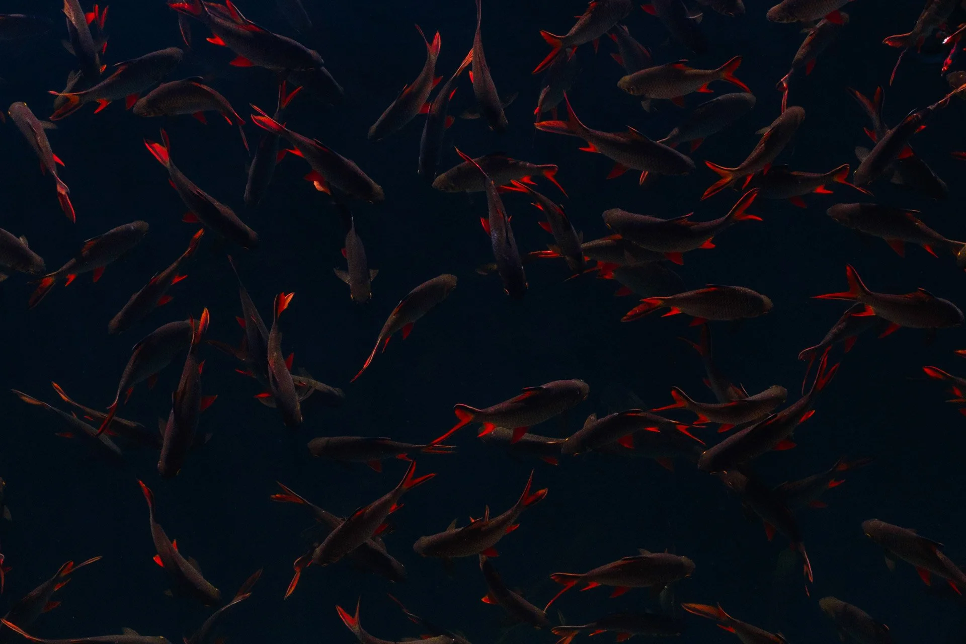 A school of fish with dark bodies and red fins swimming in dark water.