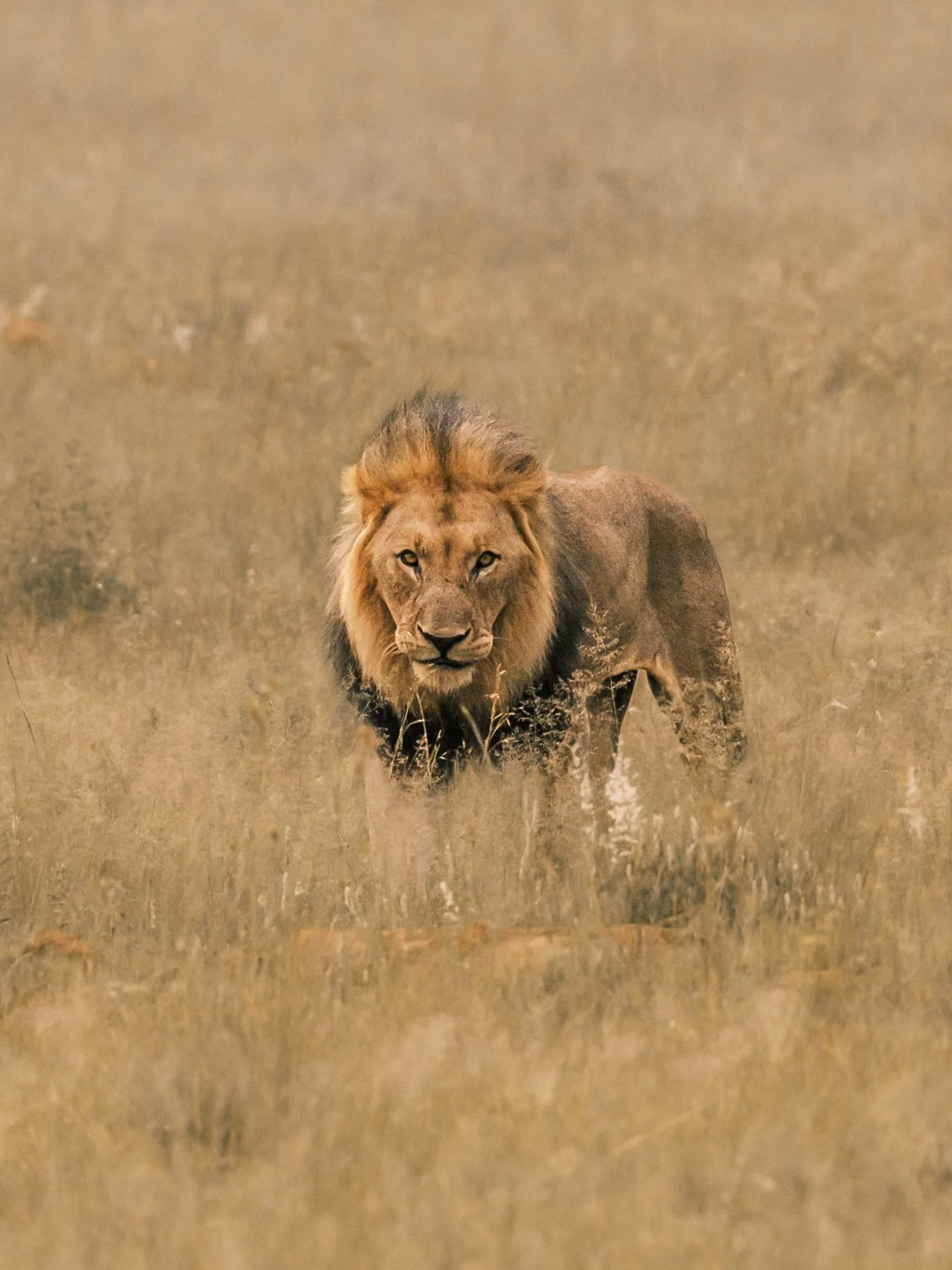 A lion walking through tall grass in a plain or savannah.
